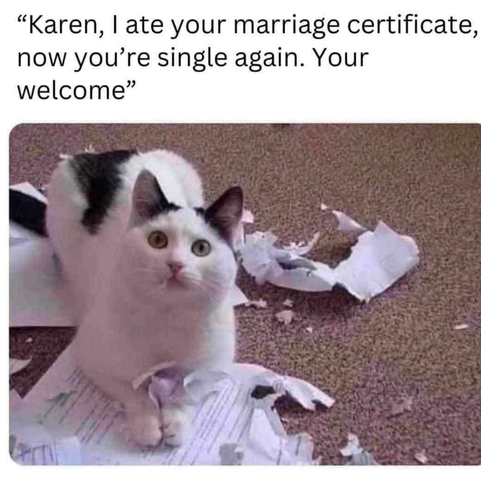 A black and white cat has chewed up some documents and the shot is captioned There I ate your marriage papers and you’re single again. You’re welcome. He even has a wisp of paper under the feline expression of hauteur.