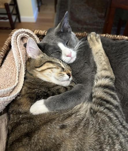 THE TRAUMA OF HOUSE CLEANING IS DONE AND WAS EXHAUSTING 
One light tabby kitten, and one green white tuxedo kitten in each other‘s arms in a wicker basket