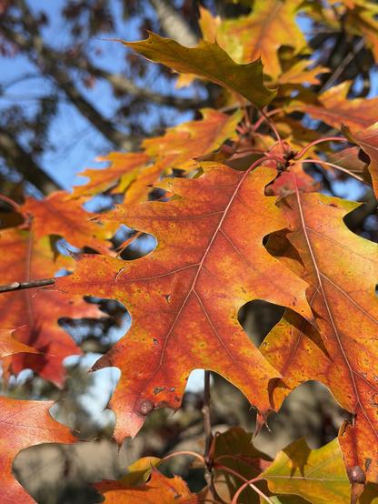# Alt Text

Vibrant oak leaves in brilliant autumn colors—ranging from deep orange and red to golden yellow—hang from dark branches against a bright blue sky. The distinctive lobed shape of oak leaves is clearly visible, with detailed veining patterns highlighted by sunlight. The leaves display the natural progression of fall coloration, creating a warm, glowing effect as they catch the light.​​​​​​​​​​​​​​​​