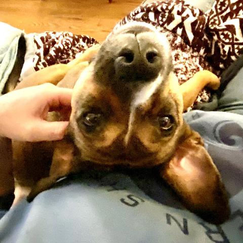 My dog, Radar, a brown, black and white-splashed mixed bag of maybe hound and beagle and some power breeds and who knows what else, is on my lap with his head bend back, looking at me upside down in a photo that is primarily his head.