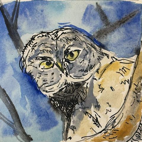 A mostly gray owl with big yellow eyes peers at you from a tree limb.
