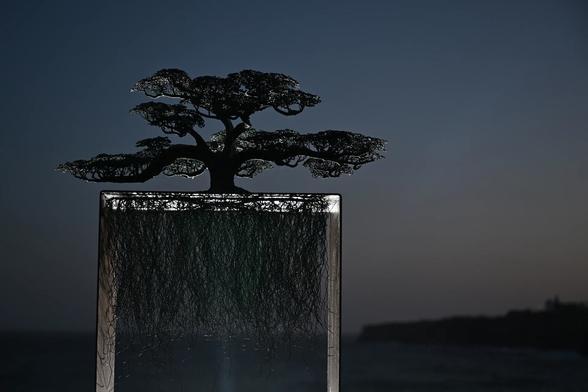 A ficus tree, also known as the Moreton Bay fig tree, seen here as a sculpture with backlighting to highlight its extensive system of roots. Photographed in muted twilight at Tamarama Beach just after sunset on the Pacific Ocean shoreline of Sydney’s eastern beaches.

The largest Moreton Bay fig tree in Australia is likely a tree located west of Bellingen, NSW, standing at around 50 meters tall with a 48-meter crown and an 18-meter circumference. While other large specimens exist, such as those in Centennial Parklands, Sydney, and the tree in Beatson Park, Wollongong, the Bellingen tree is often cited as the largest.
Photograph: Dean Lewins/AAP
