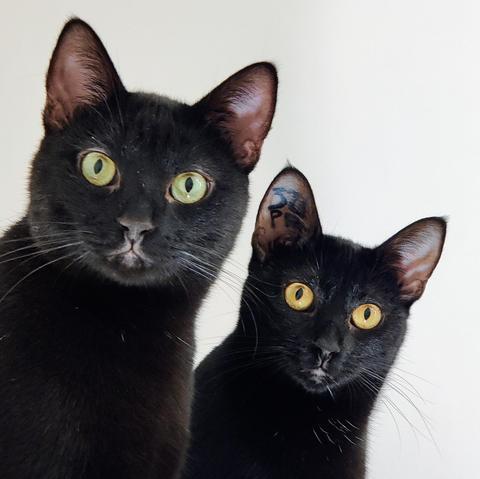 Photo de Disco et de Voyo, deux chats noirs, sur un fond blanc.
La photo est carré et on voit surtout leur tête. Ils regardent vers nous l'air curieux.