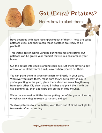 Got Extra Potatoes? Here's how to plant them!

Have potatoes with little roots growing out of them? Those are called potatoes eyes, and they mean those potatoes are ready to be planted! 

This works best in North Carolina during the fall and spring, but potatoes can be grown year round if they're in a cool area in your home.

Cut potato into chunks around each eye. Let them dry for a day or 2, or until they form a callus over where you've cut them.

You can plant them in large containers or directly in your yard. Wherever you plant them, make sure they'll get plenty of sun. If you're planting in the yard, place them about an arms' length away from each other. Dig down about 8 inches and plant them with the eye pointing up, then add extra soil on top in little mounds. 

Water once a week until the leaves poking out of the ground look dry or yellow. Now they're ready to harvest and eat!

To allow potatoes to store better, keep them out of direct sunlight for two weeks after harvesting.