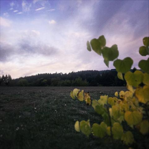 A small bush obscures frame right, as a hilltop field backed with trees reveals a bright white and purple twilight sky above.