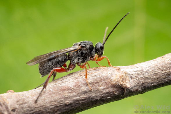 Macro photo of a robust black wasp with red legs walking on a twig against a blurry green background. The wasp's antennae are raised.