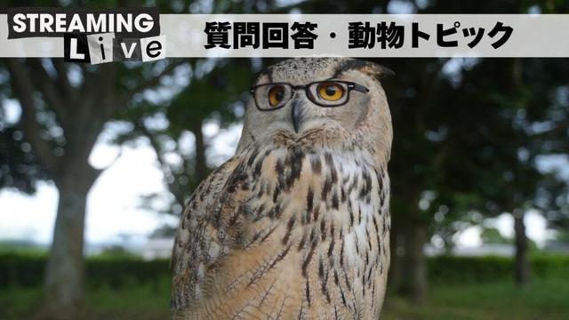 10月17日【匿名質問枠】毎週金曜日の回答・動物トピック
