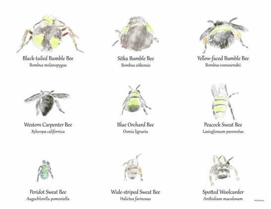 Bees laid out in a 3x3 grid, butt facing viewer. 1: Black-tailed Bumble Bee — Bombus melanopygus (large, fuzzy, black butt with two yellow spots). 2: Sitka Bumble Bee — Bombus sitkensis (large, black fuzzy but with a hit of yellow towards the upper sides). 3: Yellow-faced Bumble Bee — Bombus vonsnesenskii (large, black, fuzzy butt, with a yellow band visible near the top and large pollen packs on the rear legs). 4: Western Carpenter Bee — Xylocopa californica (pointed, shiny butt). 5: Blue Orchard Bee — Osmia lignaria (small but with iridescent black and green shininess happening). 6: Peacock Sweat Bee — Lasioglossum pavonotus (yellow pointy butt with three black stripes circling the abdomen). 7: Peridot Sweat Bee — Augochlorella pomoniella (small iridescent green butt). 8: Wide-striped Sweat Bee — Halictus farinosus (small black and yellow striped butt with some pollen packed onto its back legs). 9: Spotted Woolcarder — Anthidium maculosum (long, black butt with 4 yellow spots at each segment).