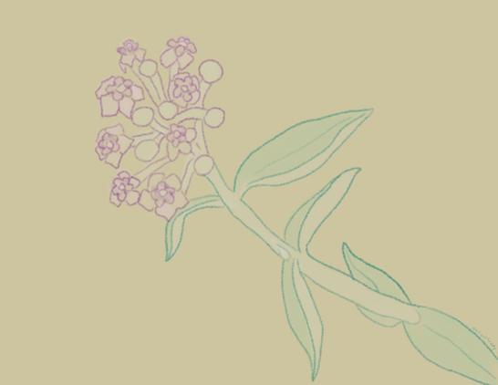 Chalky drawing of a milkweed on a beige background. It is in bloom with a pinkish flush of flowers. A drying bead of milky sap rests at the crevice between the steam and a leaf.