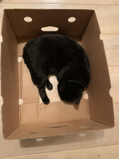Black cat in a cardboard box, from above