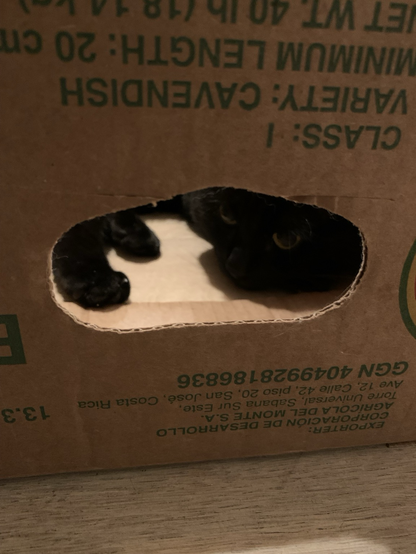 Eyes peeking out the hole in the box