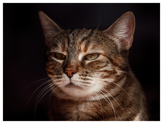 Getigerte Katze vor dunklem Hintergrund, die sehr wichtig drein blickt.