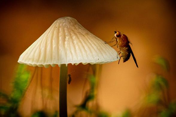 Slightly left of center is a tiny mushroom with a white and yellow cap, with beautiful folds in the cap and a very thin stem. The background is vague and orangey, with some green moss at the bottom of the photo. A tiny insect crawls up the stem. On the right edge of the cap sits a small fly (or something similar), but it looks very large compared to the mushroom's small cap. The fly has beautiful, large round eyes. The mushroom and the insect are very sharp.