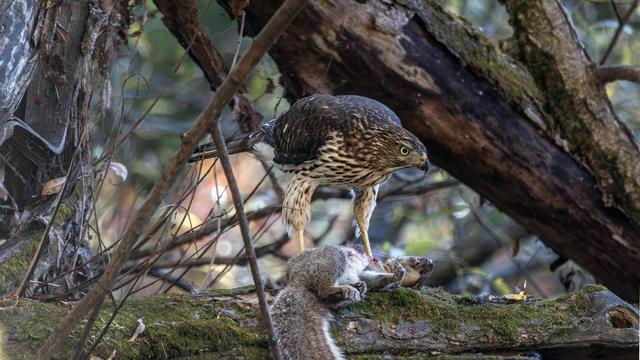 Sur une branche tapissée de mousse, un jeune épervier s’immobilise. Son regard perçant découpe le sous-bois. Il n’a ni l’assurance du vieux chasseur, ni la maladresse du novice — juste cette faim, ancienne et précise, qui guide ses serres.
Un éclair de fourrure, un bond trop court. Le silence se referme.
Entre ses griffes, le corps d’un écureuil s’alourdit.
L’épervier ne célèbre pas. Il apprend.
Dans la forêt, la vie se transmet aussi par le choc.