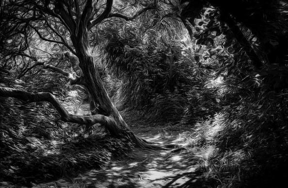 Ein Baum der schräg steht und an dem ein schmaler Weg vorbeiführt. Das ganze ist in schwarzweiß.