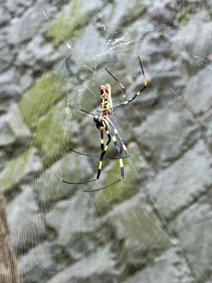 A closeup of an upside down spider with a striking yellow and black pattern with long black legs with yellow bands, positioned within its web against a blurred stone background.
