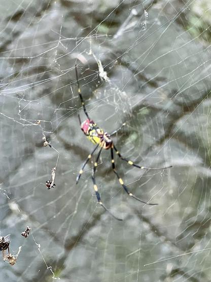 A closeup of a colorful spider with a red and yellow body, with long black legs with yellow bands, sitting in the center of its web upside down. The web is intricate and features various strands. The background stone wall is blurred, emphasizing the spider and the web structure. The photo shows the underside of the spider. It’s the same spider species, but a different spider from the first one.