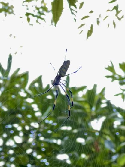 A closeup of a spider resting on its web, with greenery and soft bokeh in the background. The spider has a distinctive coloration and long, thin legs, but looks like a silhouette against the bright cloudy sky. The same species of spider as the first two photos, but a different one. This one is showing its back to us.