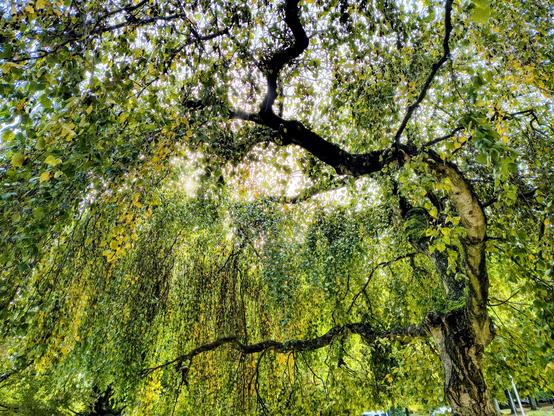 Die Sonne scheint durch die grünen und gelben Blätter einer Hängebirke