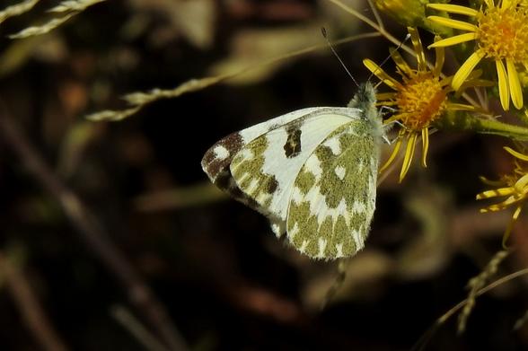 Una mariposa de alas plegadas, vista de lado, posada sobre una flor amarilla brillante. Sus alas son predominantemente blancas con patrones irregulares y densos de color verde oliva o amarillento en las alas traseras, y manchas marrones oscuras cerca del borde y la punta de las alas delanteras. Se aprecia un punto oscuro y distintivo en el centro del ala delantera. La mariposa tiene un cuerpo peludo de color pálido y antenas finas con puntas. La flor es de un amarillo vivo, con múltiples pétalos finos y un centro tupido. El fondo está oscuro y desenfocado, con tonos marrones y verdes que realzan a la mariposa y la flor.
