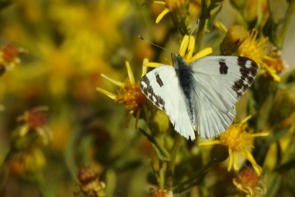 Un primer plano muestra una mariposa de alas blancas posada sobre una flor silvestre de pétalos amarillos. Las alas de la mariposa tienen distintivas manchas negras en los bordes y una mancha rectangular oscura en cada ala superior. Su cuerpo, entre las alas, es de color gris oscuro o negro, y sus finas antenas también son oscuras. La flor sobre la que se apoya es de un amarillo brillante, con numerosos pétalos finos que irradian desde el centro. El fondo está desenfocado, revelando más flores amarillas similares y follaje verde, creando una sensación de profundidad natural.