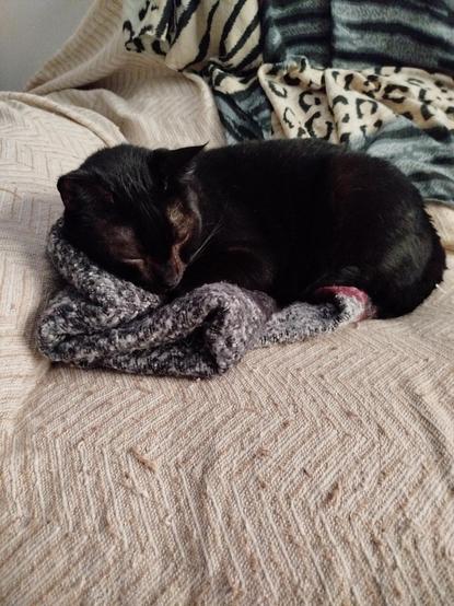 Gato precioso negro acurrucado y dormido hecho una bolita encima de una bufanda más o menos gruesa de color oscuro con alguna franja roja, puesta encima de un sofá de color claro.