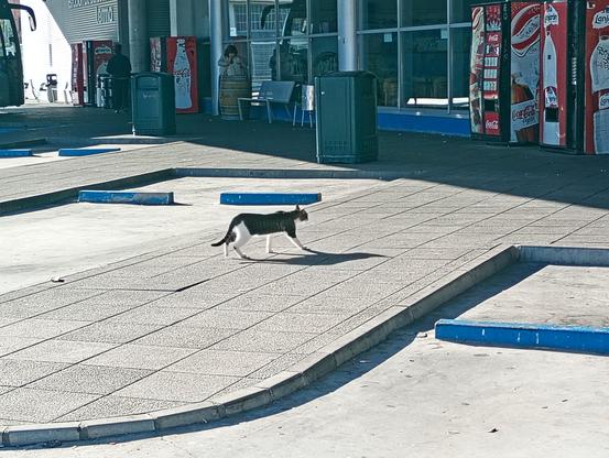 Gato gris atigrado de patas blancas paseándose como Pedro por su casa por la estación de autobuses de Lerma.