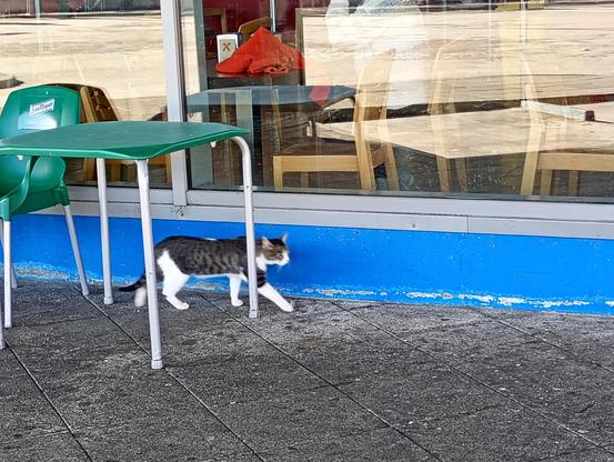 Dicho gato patrullando con aire decidido por detrás de una mesa del exterior de la estación.