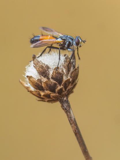 𝗣𝗶𝗰𝘁𝘂𝗿𝗲 𝗗𝗲𝘀𝗰𝗿𝗶𝗽𝘁𝗶𝗼𝗻 (𝗘𝗻𝗴): A fly of the genus Cylindromyia, with a dark body and reddish abdomen, perched on the dried flower of a dagger-flower plant. The uniformly blurred yellow background evokes an atmosphere of dried herbaceous plants. On this occasion I have not been able to find a common name in any language; and I only dare to indicate the genus (𝐶𝑦𝑙𝑖𝑛𝑑𝑟𝑜𝑚𝑦𝑖𝑎), but not the species.

𝗗𝗲𝘀𝗰𝗿𝗶𝗽𝗰𝗶𝗼́𝗻 (𝗘𝘀𝗽): Mosca del género Cylindromyia, de cuerpo oscuro y abdomen rojizo, posada sobre la flor seca de una planta silvestre de cabezuela, el fondo amarillo uniformemente desenfocado evoca un ambiente de plantas herbáceas secas. En esta ocasión no he podido encontrar nombré común en ningún idioma; y sólo me atrevo a indicar el género (𝐶𝑦𝑙𝑖𝑛𝑑𝑟𝑜𝑚𝑦𝑖𝑎), pero no la especie.

Cámara Panasonic Lumix G90
Objetivo Panasonic 100-300 ƒ3.5-5.6 II + Anillos de extensión 10mm y 16mm
Datos Exif: Modo Manual, ƒ5.6, 1/3200s, ISO 2000, 600mm equiva