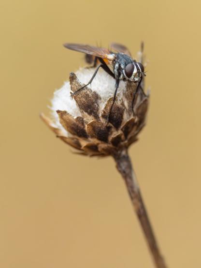 𝗣𝗶𝗰𝘁𝘂𝗿𝗲 𝗗𝗲𝘀𝗰𝗿𝗶𝗽𝘁𝗶𝗼𝗻 (𝗘𝗻𝗴): A fly of the genus Cylindromyia resting on a dried flower of a dagger flower. A close-up photo with a uniform background that highlights the reddish tones of the abdomen and the dry texture of the flower. On this occasion I have not been able to find a common name in any language; and I only dare to indicate the genus (𝐶𝑦𝑙𝑖𝑛𝑑𝑟𝑜𝑚𝑦𝑖𝑎), but not the species.

𝗗𝗲𝘀𝗰𝗿𝗶𝗽𝗰𝗶𝗼́𝗻 (𝗘𝘀𝗽): Mosca del género Cylindromyia descansando sobre una cabezuela (Mantisalca salmantina). Foto de aproximación con fondo uniforme que resalta los tonos rojizos del abdomen y la textura seca de la flor. En esta ocasión no he podido encontrar nombré común en ningún idioma; y sólo me atrevo a indicar el género (𝐶𝑦𝑙𝑖𝑛𝑑𝑟𝑜𝑚𝑦𝑖𝑎), pero no la especie.

Cámara Panasonic Lumix G90
Objetivo Panasonic 100-300 ƒ3.5-5.6 II + Anillos de extensión 10mm y 16mm
Datos Exif: Modo Manual, ƒ4.0, 1/3200s, ISO 2000, 600mm equivalente