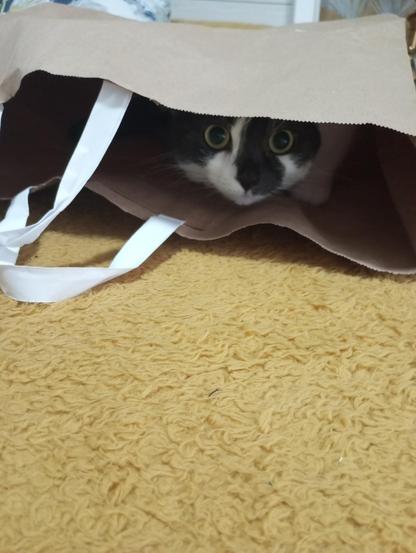 Una gata bicolor, predominantemente negra con manchas blancas en el hocico y el pecho, asoma su cabeza desde el interior de una bolsa de papel de color marrón claro. Sus ojos grandes, redondos y de color verde amarillento tienen una mirada curiosa y alerta. Las asas blancas de la bolsa cuelgan a los lados. La bolsa descansa sobre una manta de color amarillo mostaza, que ocupa la parte inferior de la imagen.