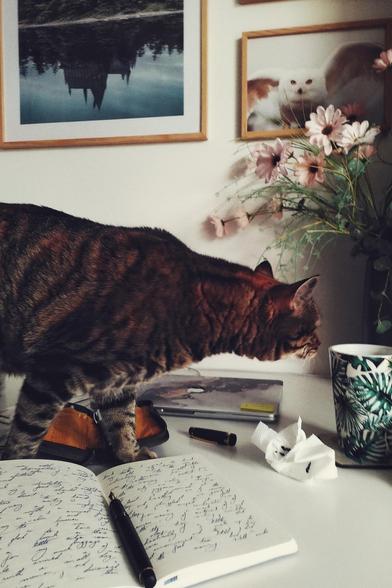 A vertical colour photograph of a journal open with a black fountain pen in the middle. The pages are full. Behind is a striped back and brown cat that is smelling a tall mug of tea decorated with leaves. Also on the desk is a closed laptop, a pen case, and a scrunched up tissue stained with ink.