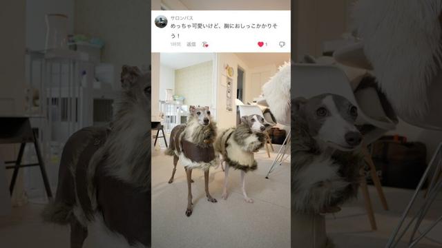 コートめっちゃ可愛いけど、胸におしっこがかかりそう！？イタグレ#shorts