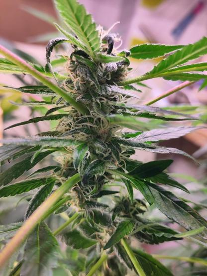 Auf dem Foto ist ein einzelner, verzweigter Cannabisstängel mit mehreren aufgeblühten Blütenständen zu sehen.
Zarte fadenförmige Strukturen ragen aus den Blütenständen hervor.