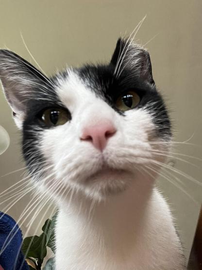 A closeup of a black and white catβs face, with pink nose and clipped left ear, staring straight into the camera.