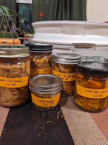Several jars of pickled mushrooms, different combinations of brine and herbs mixed in.  There's also a Dehydro brand white dehydrater in the background.