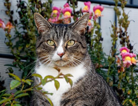 Braun melierte Katze, weißer Hals, vor einer Mauer mit rot-gelb blühendem Strauch schaut in die Kamera