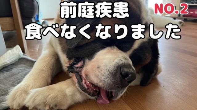 【セントバーナードNO.2】 五日間も食べないので強制的に食べさせるため病院で歯茎に付けて食べさせる指導受けました。