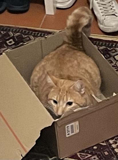 Kissa vaanii pahvilaatikossa