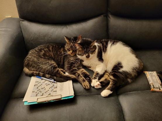 Two cats are snuggling on a black leather couch. Farnsworth, on the left, is a brown tabby and Olly has a white belly and brown tabby markings across her face and back. Their heads are leaning against each other and their front paws are touching.

Farnsworth is laying on a clipboard with a partially completed crossword puzzle. He thinks the answer to six down is "meow." He also thinks four across is "meow." You'll never guess what he thinks nine across is.