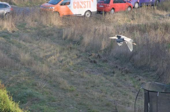 Haikara lentää matalalla pihojen yllä. Taustalla pysäköityjä autoja, etualalla trampoliinihäkki ja pala pensasaitaa.