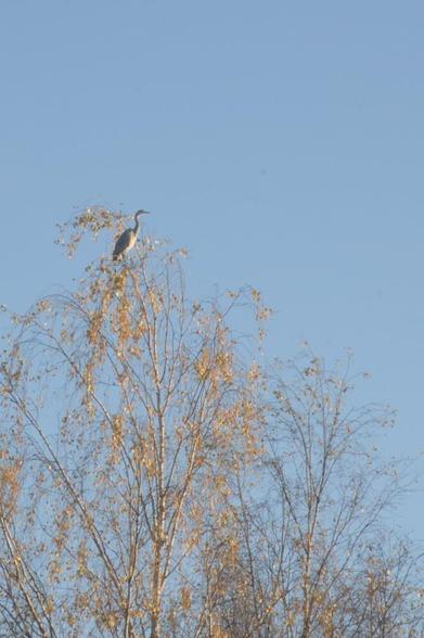 Haikara istuu koivun latvassa. Koivussa vielä jonkin verran keltaisia lehtiä jäljellä.