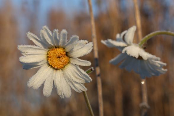 A close up photo of two frozen oxeye daisies on a cold morning in October.