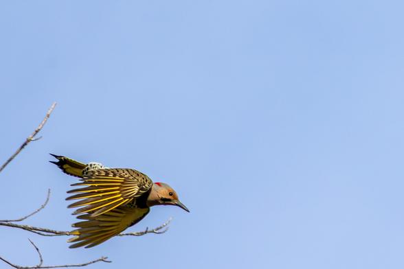 Gray, brown bird with black spots, a black cheek, red on the back of the head, and bright gold highlights in the feathers, and a long beak. Flying downward with wing feathers spread. A few bare tree branches and the bird in the lower left of the frame, blue sky filling the remainder of the frame.