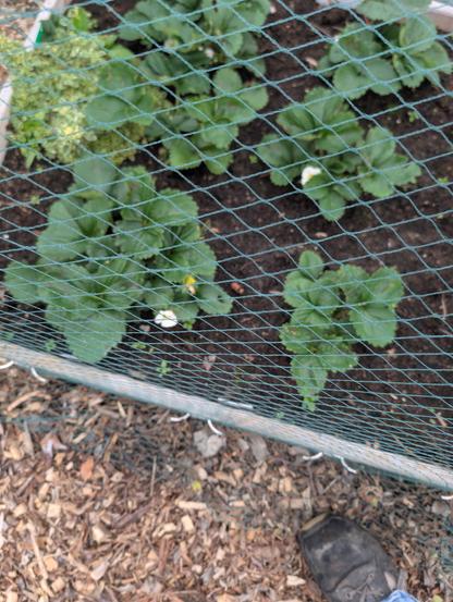Strawberry plants under netting, small white flowers with golden centers are peeping out from among the leaves