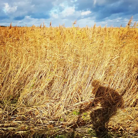 Gelbes Kornfeld im Sonnenschein. Oberes Bildrand ein Streifen freundlich wolkenbehangener Himmel. Im unteren rechten Bildraum der Schatten einer radfahrenden Person.