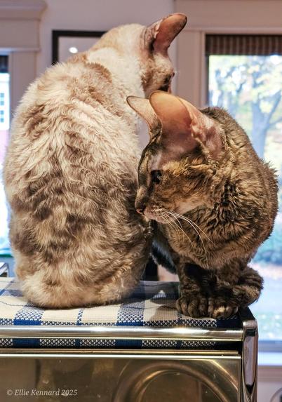 Two cats are sitting side by side on this of a stainless steel coffee machine with a blue and white checked piece of fabric that prevents paws getting burned. one is facing towards us, the other is facing the opposite direction They both have short, curly hair, but the one on the right, who is crouching is a tabby and she is looking at the backside of the other one. the upright one on the left is a calico blend. Her hair is clearly really wavy.