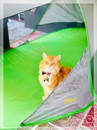 A ginger cat named Sintra the Cat is getting ready for a tent camping