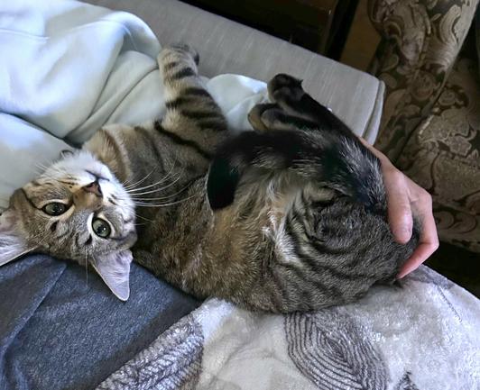 Light tabby 7 month old kitten, Ripley, tucked into my arm, looking at camera upside down, tail curled between back legs as I cradled her back end.