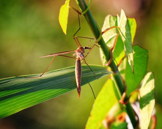 A close-up photograph of a delicate crane fly resting on a slender, green leaf. The crane fly, with its long, slender body and elongated legs, is positioned slightly to the left, showcasing its fragile, almost translucent wings and spindly limbs. The leaf is surrounded by vibrant green foliage, with sunlight filtering through the leaves, casting a warm, natural glow. The image captures the intricate details of the crane fly and the lush greenery, highlighting the serene beauty of nature.